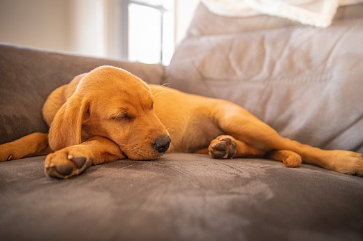 Dog Boarding Near Me | Trusted Home from Home Care | We Love Pets