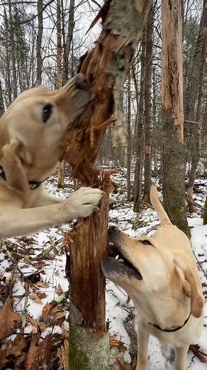 Labrador Retriever Eating Tree Bark and Destroying Stuff Compilation