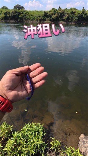 7/25/2026 Small bass are aggressive! Uji River black bass fishing! #fishing #fishing #bassfishing