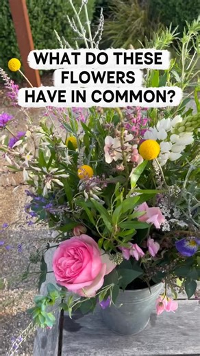 Kathleen Murphy Landscape Design on Instagram: "Who doesn’t love flowers… here are some great ones to try for the beginner. I have heavy clay soils with minimal extra watering. • Pierre de Ronsard climbing rose • Pycnosorus globosus (billy buttons) • Verbascum ‘Chinx’ • Arthropodium ‘Te Puna’ (New Zealand rock lily) • Perovskia (Russian sage) • Echinops ritro • Agastache ‘Sweet Lili’ • Pink penstemon • Derwentia perfoliata (Diggers speedwell) • Verbena bonariensis I love native plants, but I’m n