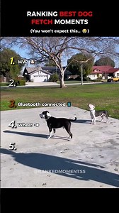 Dogs Playing Fetch 😂
