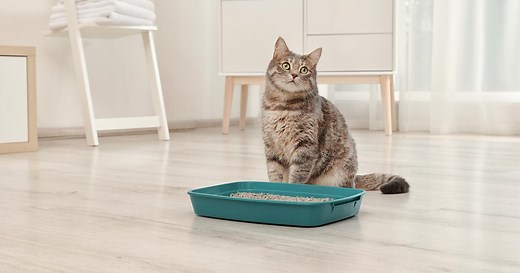 Comment apprendre la propreté à son chat ?