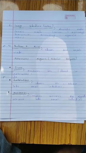 MAN DIGESTIVE SYSTEM