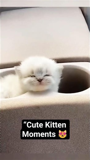 Funny Kitten Fails Compilation 😂 #shortsfeed #youtubeshorts