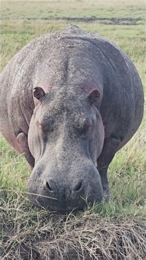 Hippo! 🦛🦛🦛 #Wildlife #Safari