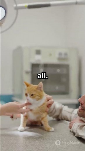 Why Microchip Your Pet 🐾