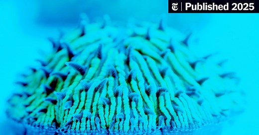 These Corals Are Made for Walking