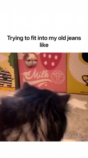 #funnyvideos #joke #cat