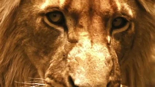 მეფედ დაბადებულნი ქართულად (Brothers in Blood: The Lions of Sabi Sand)