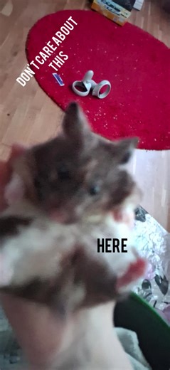 day 5? #hamster #fyp #cute #pet #fun