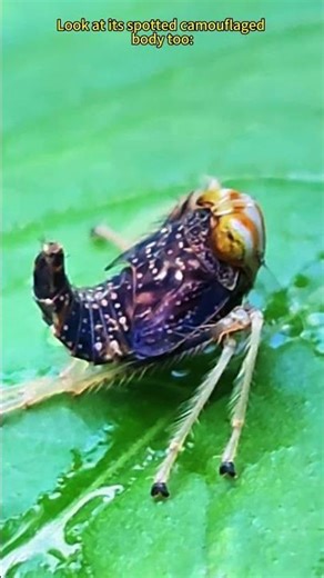 Leafhopper Nymph: The Tiny Leaf-Wiggling Dancer (Bug Survival Trick) #insects #leafbugs #leafhoppers