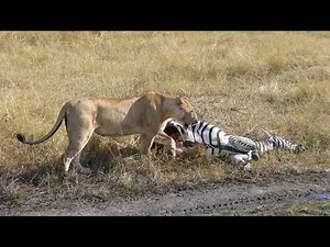 Lioness feeding on a Zebra, Maasai Mara, Kenya, 26 August 2018