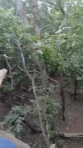 #oh dab tsi os | Tub Cas Xyooj