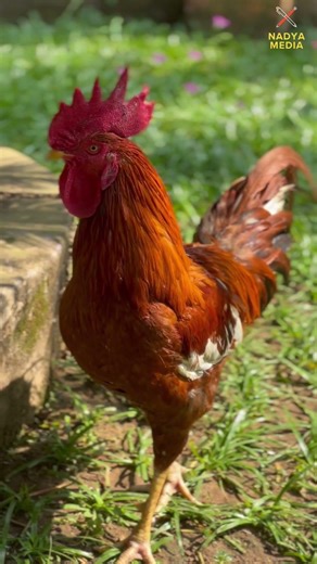 You’ve Been Seeing Chickens All Your Life… But You Never Knew This #chicken #backyardchickens