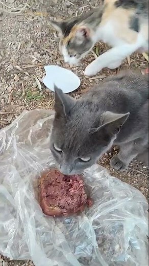 A large family of poor cats is suffering from homelessness