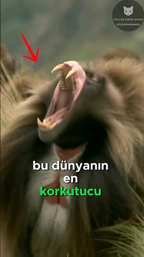 Dünyanın En Korkunç Otoburu! 🌿🐒😱
