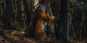 Hidden camera's tree-hugging tiger wins Wildlife Photographer of the Year 2020