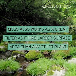 127K views · 772 reactions | Moss can be used as an indicator to see if pollution levels in the immediate area can negatively effect human health. | Green Matters | Facebook