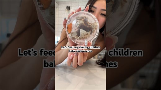 Feeding rainfrogs their favorite baby cockroaches