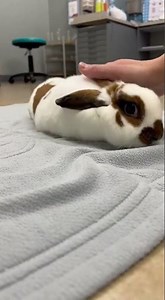 Paralyzed Rabbit Regains Ability to Hop After Treatment