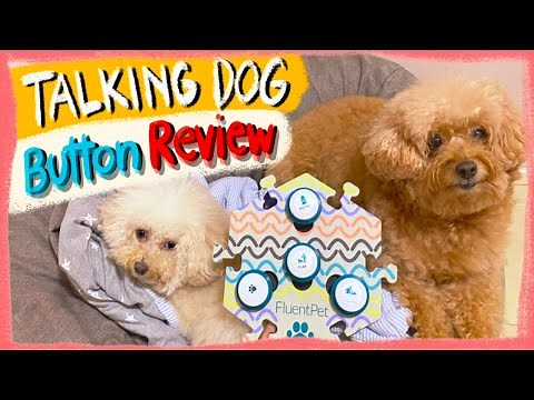 FLUENT PET BUTTONS REVIEW |Teaching My Dogs to Talk| The Poodle Mom