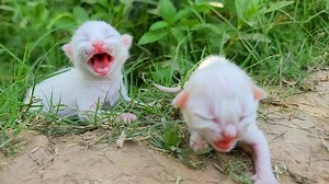 32K views · 2.8K reactions | Homeless kittens crying loudly for Mother cat #animalrights #wildlife #petcare | Street Cat | Facebook