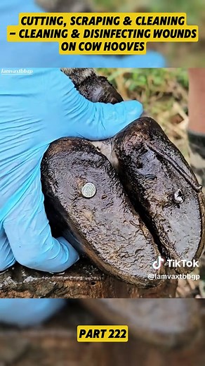 Essential Hoof Care Tips for Cows and Horses
