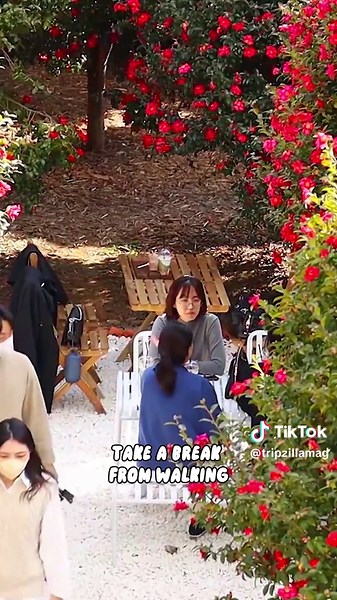 Discover the vibrant hues of Jeju Island this winter. ❄️ From the blushing red of camellia flowers to the serene blue of the ocean, there's a colourful spot for every Instagram lover! 🇰🇷❤️ #Tripzilla #tripzillashare #jeju #jejuisland #jejutourism #southkorea