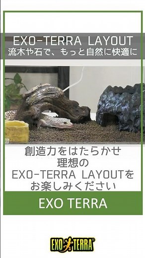 【レオパに、もっと自然で快適な環境を】流木や石を入れるだけ、簡単レイアウトに挑戦してみませんか？