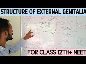 Structure of External Genitalia of Female by Arun sir