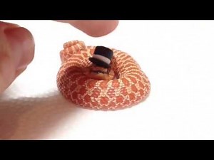 Fancypants Hognose Snakes - Like a Ssssir!