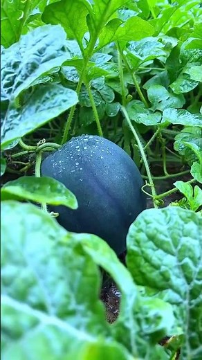 Black Watermelon Growing in the Garden! Amazing Nature 🍉🖤