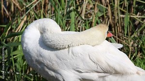 Mute swan, Cygnus olor. A bird on the riverbank lounging in the sun, combing out its feathers