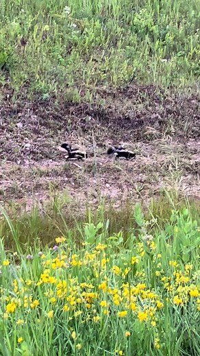 Adorable Baby Skunk Video You Can't Miss