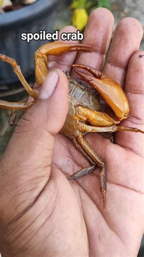 cute crab #anyuniqueanimals #crab #pet #animallife