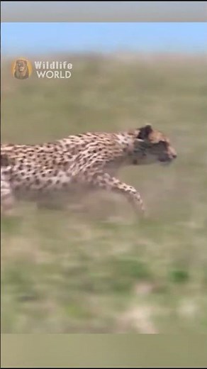 Cheetah chasing and Catching Gazelle #shorts