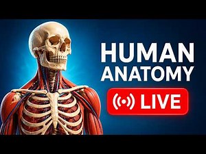 🔴 Human Anatomy LIVE | Organs, Systems & Functions