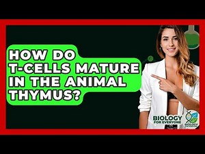 How Do T-cells Mature In The Animal Thymus? - Biology For Everyone