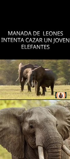 Leones cazando un joven elefante en la naturaleza