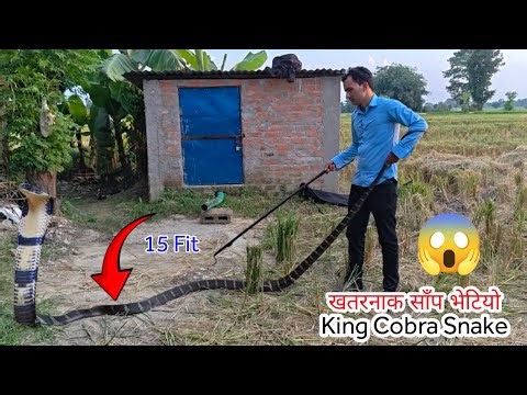 😱 🐍 King Cobra snake rescue 😭 सबै भन्दा ठुलो खतरनाक किंग कोब्रा सर्प भेटियो आज