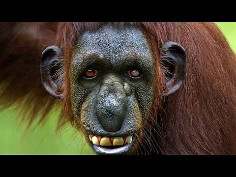 20 STRANGE PRIMATES YOU WON'T BELIEVE EXIST!