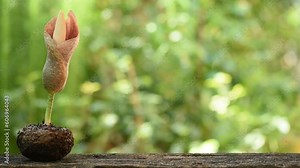 Amorphophallus or Konjac heads and fruits on nature background.