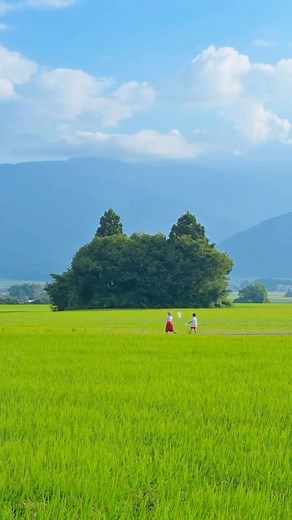 11K views · 513 reactions | Scenery of the field “ My Neighbour Totoro” ☘️ This 1,000-year-old cedar tree is a natural treasure of Sakegawa Village, and is also known as the Totoro Tree because of its similarity to the Studio Ghibli Movie “My Neighbour Totoro”. Yamagata Prefecture .  @kaji_nori06 | Photography In Japan | Facebook
