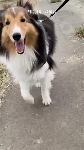[Sheltie] Walking along the rice paddy path 🌱