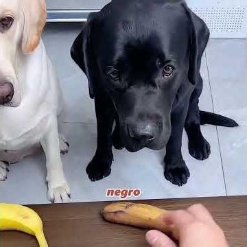 El perro rechazó todos los premios de su dueña.#dog #funny #shorts #love