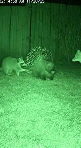 Porcupine's Painful Revenge!