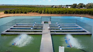 Murray cod boom is no fishy story