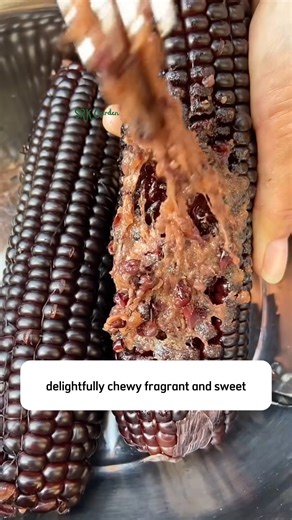 Black Hopi Corn Seeds | Dodo Garden