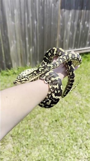 Our Newest Snakes! #carpetpython #reptiles #snake