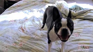 156K views · 2K reactions | Awesome! | Rumble | Facebook